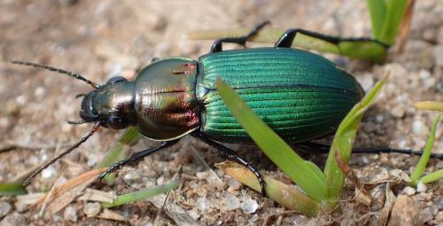 Poecilus kugelanni